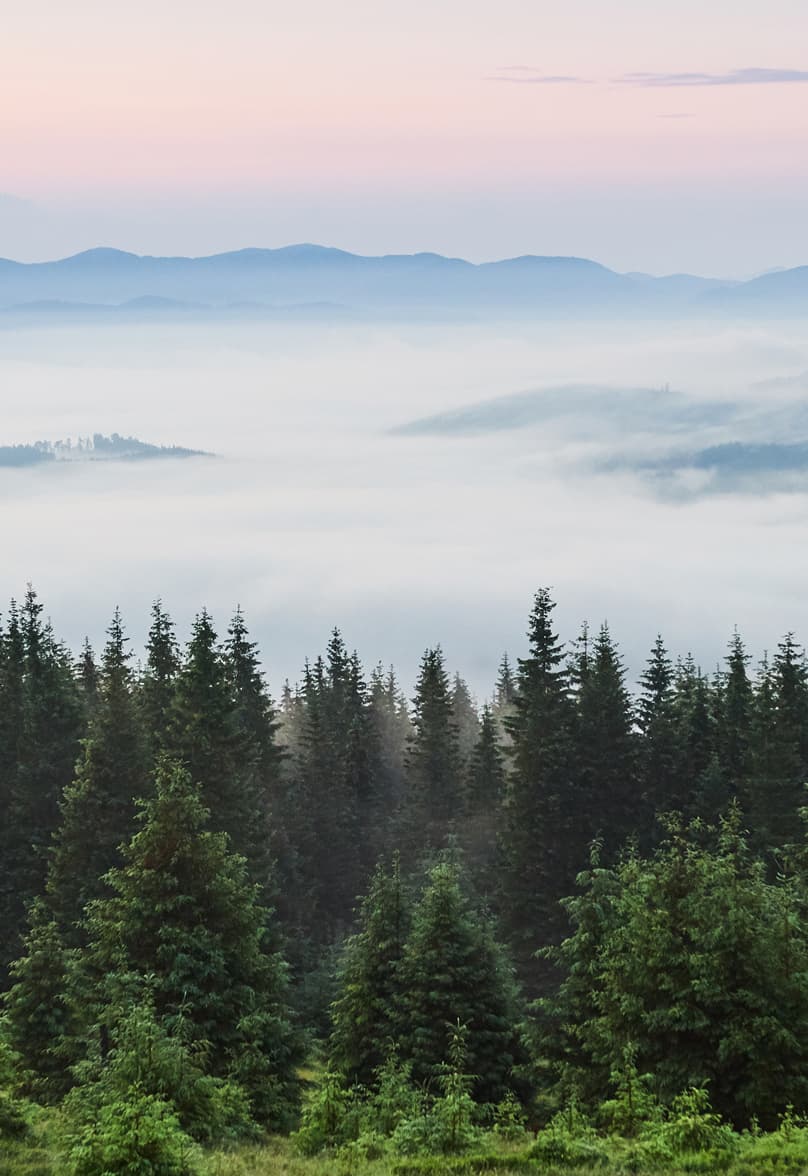 Mist rolling over a restored evergreen forest at sunrise