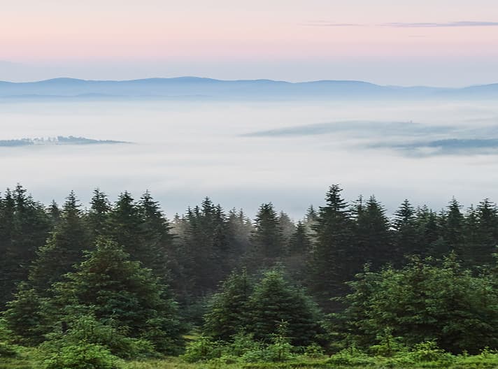 Mist rolling over a restored evergreen forest at sunrise